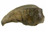 Fossil Whale Ear Bone - Miocene #69658-1